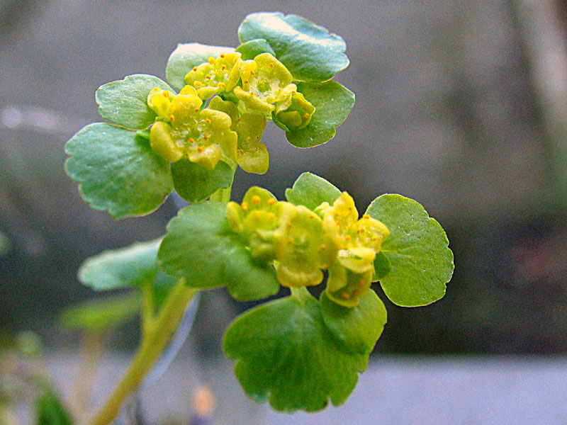 Chrysoplenium alternifolium L. / Erba-milza comune